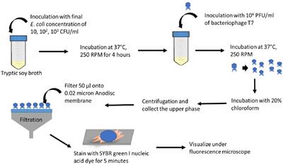 Quantitative Imaging of Bacteriophage Amplification for Rapid Detection of Bacteria in Model Foods